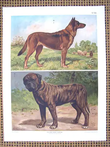 Antike Chromolithographie (84 x 68cm) Belgischer Schäferhund und Bullmastiff (vmtl um 1915)