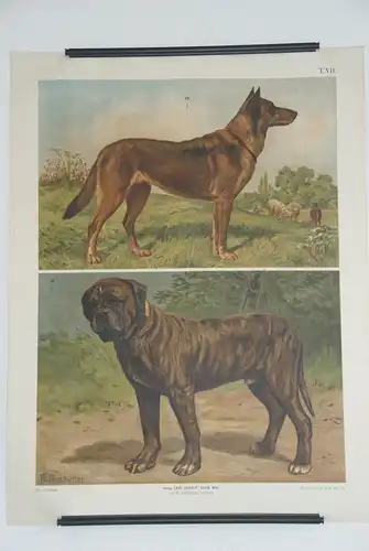 Antike Chromolithographie (84 x 68cm) Belgischer Schäferhund und Bullmastiff (vmtl um 1915)
