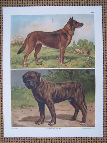 Antike Chromolithographie (84 x 68cm) Belgischer Schäferhund und Bullmastiff (vmtl um 1915)