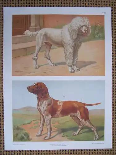 Antike Chromolithographie (84 x 68cm) Pudel und Pointer (vmtl um 1915)