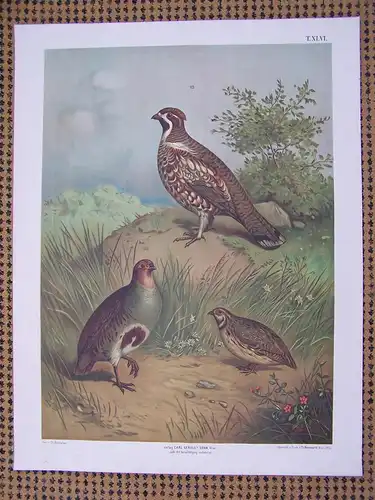 Antike Chromolithographie (84 x 68cm) Rebhuhn, Wachtel, Haselhuhn (vmtl um 1915)
