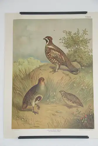 Antike Chromolithographie (84 x 68cm) Rebhuhn, Wachtel, Haselhuhn (vmtl um 1915)