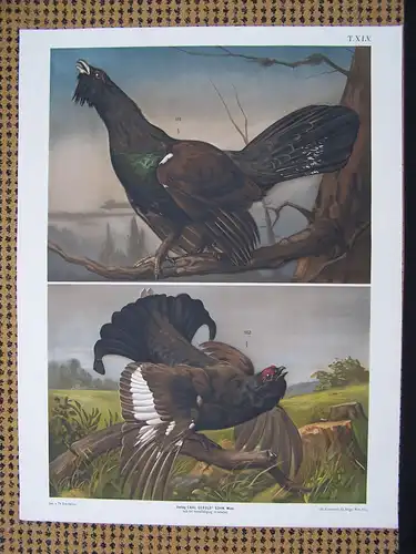 Antike Chromolithographie (84 x 68cm) Auerhahn und Birkhahn (vmtl um 1915)