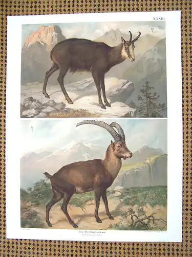 Antike Chromolithographie (68 x 84cm) Gemse und Alpensteinbock (vmtl um 1915)