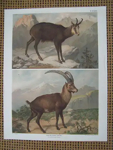 Antike Chromolithographie (68 x 84cm) Gemse und Alpensteinbock (vmtl um 1915)
