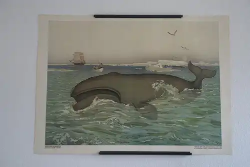 Antike Chromolithographie (98 x72cm) Wal & Walfang (vmtl um 1915)