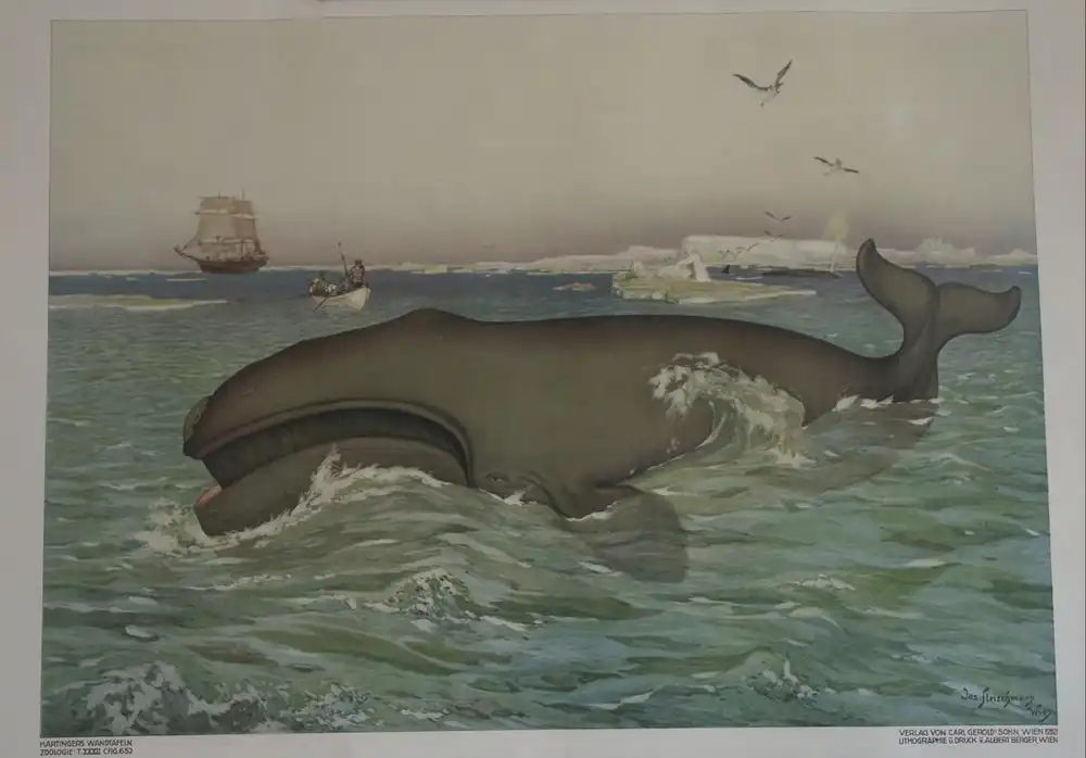 Antike Chromolithographie (98 x72cm) Wal & Walfang (vmtl um 1915) 3