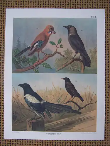 Antike Chromolithographie (68 x 84cm) Elster & Eichelhäher (vmtl um 1915)