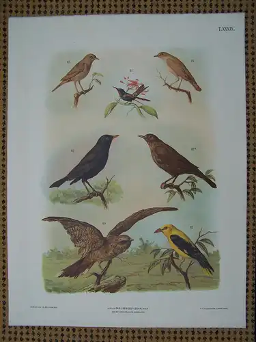 Antike Chromolithographie (68 x 84cm) Kolibri, Nachtigall, Amsel, Pirol (vmtl um 1890)