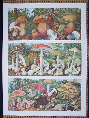 Antike Chromolithographie (68 x 84cm) verschiedene Giftpilze (u.a. Fliegenpilz) (vmtl um 1925)