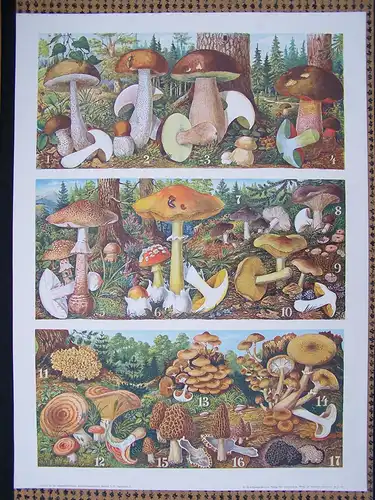 Antike Chromolithographie (68 x 84cm) verschiedene Speisepilze (u.a. Steinpilz, Trüffel)  (vmtl um 1925)