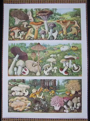 Antike Chromolithographie (68 x 84cm) verschiedene Speisepilze (u.a. Champignon, Pfifferling, Parasolpilz) (vmtl um 1925)