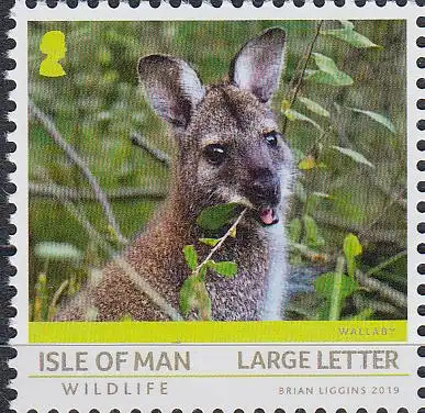 Insel Man MiNr. 2456 Fauna auf Isle of Man, Hübschgesichtwallaby