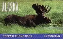 Calling Card, Carr Gosstein, Alska, Elch, 30 Minutes