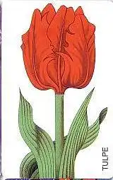 Telefonkarte PD 1 99 Tulpe, DD 2903 nicht fluoreszierend