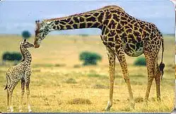 Telefonkarte PD 4 01 Giraffe, DD 3104