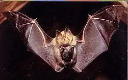 Telefonkarte P 16 09.1999 Kleine Hufeisennase, DD 3909