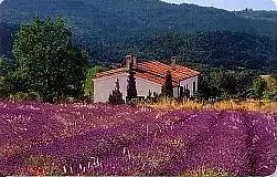 Telefonkarte P 07 09.01 Lavendelfeld Frankreich, DD 3109