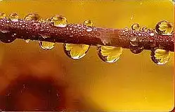 Telefonkarte P 14 10.01 Lebenselixier Wasser, DD 3110