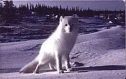 Telefonkarte P 10 07.02 Eisfuchs, DD 3204 Modul 38S