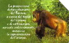 Telefonkarte Italien, Menschenaffe Borneo, 5