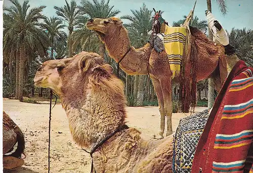 719 - Algerien - Kamele , Tiere - gelaufen
