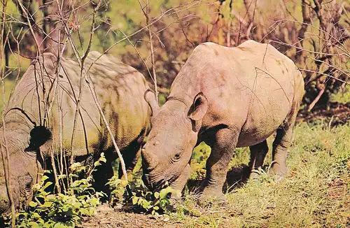 725 - Algerien - Rino , Nashorn - gelaufen 1971