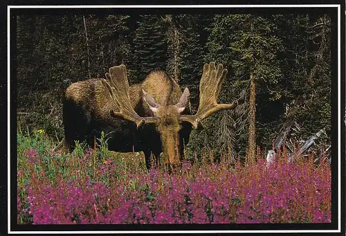 834 - Kanada - Canada , Bull Moose , Elch , Tiere - gelaufen 1988