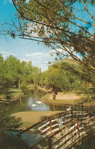 836 - Kanada - Canada , Saskatchewan , Moose Jaw , Rustic Bridge and Swans in the Park , Tiere - gelaufen
