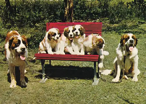 892 - Schweiz - Suisse , Switzerland , Bern , Zweilütschienen , Berhardiner , Hund , Tiere - gelaufen 1978