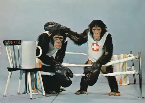 913 - Schweiz - Suisse , Switzerland , Zürich , Käpten Jo´s Schimpansen Haifischbar , Tiere - gelaufen 1976