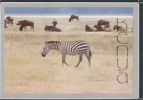 1050 - Kenia - Zebra , Tiere - gelaufen 1989