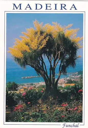 1051 - Portugal - Madeira , Funchal , Hafen vom botanischen Garten aus gesehen - gelaufen 1996