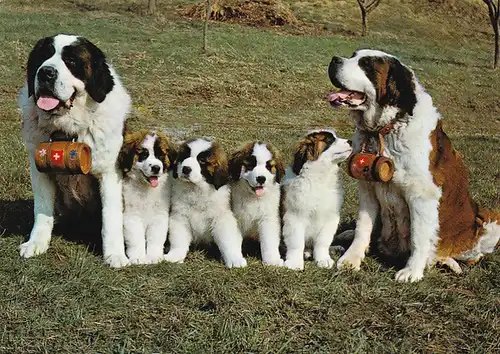 1164 - Schweiz - Suisse , Switzerland , Zürich , Ottenbach , St. Bernhards Zwinger vom Säuliamt , Ed Rodel Berli , Tiere - gelaufen 1974