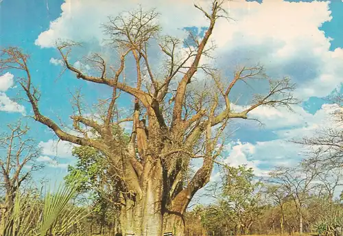 1225 - Rhodesien - Rhodesia , Vicoria Falls , Big Tree , Baum - gelaufen 1976