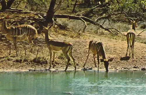 1227 - Rhodesien - Rhodesia , Impalas and Inyalas Waterhole , Tiere - gelaufen 1978