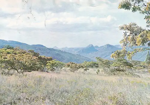 1229 - Rhodesien - Rhodesia , Msasa Trees , Near Juliasdale , Bäume - gelaufen 1977