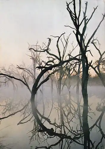 1234 - Rhodesien - Rhodesia , Wankie National Park , Trees , Baum - gelaufen 1977
