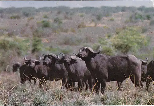 1249 - Rhodesien - Rhodesia , Buffalo , Tiere - gelaufen 1977