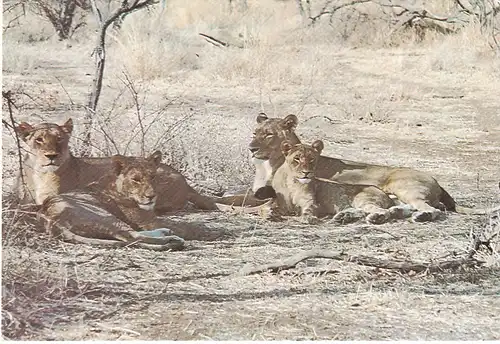 1254 - Rhodesien - Rhodesia , Wankie National Park , Lions , Tiere - gelaufen 1978