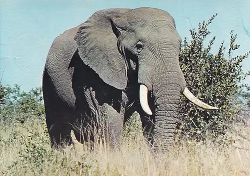 1257 - Rhodesien - Rhodesia , African Elephant , Tiere - gelaufen 1976