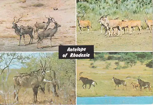 1259 - Rhodesien - Rhodesia , Wankie National Park , Kudu , Eland , Roan , Sable , Tiere - gelaufen 1977