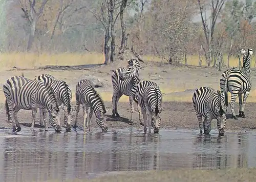 1260 - Rhodesien - Rhodesia , Wankie National Park , Burchells Zebras , Tiere - gelaufen 1977