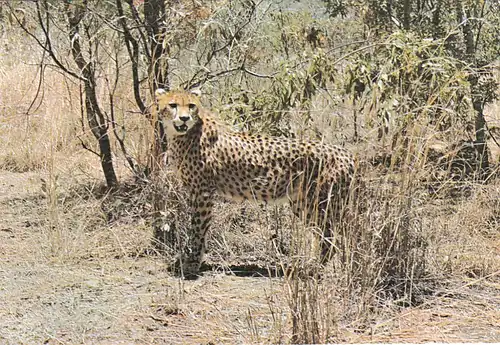 1268 - Rhodesien - Rhodesia , Cheetan , Gepard , Tiere - gelaufen 1977