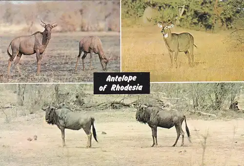 1270 - Rhodesien - Rhodesia , Wankie National Park , Tsessebe , Waterbuck , Wildebeeste , Tiere - gelaufen 1977