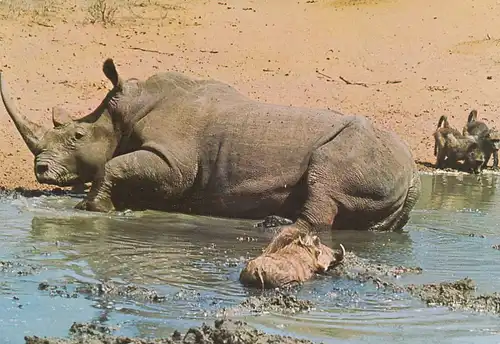 1275 - Rhodesien - Rhodesia , White Rhino , Tiere - gelaufen 1977