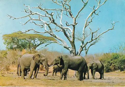 1283 - Rhodesien - Rhodesia , Wankie National Park , Elephants , Tiere - gelaufen 1977