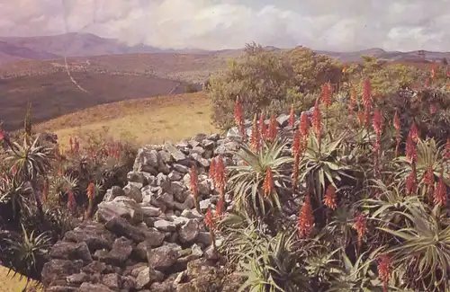1286 - Rhodesien - Rhodesia , Inyanga Mountain , Aloe , Eastern Highland - gelaufen 1978