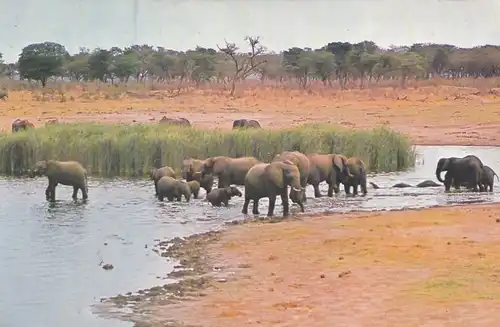 1288 - Rhodesien - Rhodesia , Wankie National Park , Elephants , Tiere - gelaufen 1978