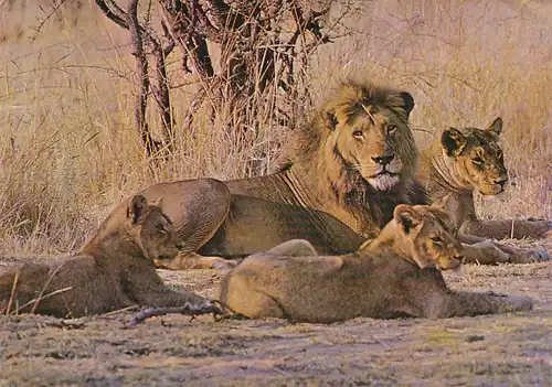 1291 - Rhodesien - Rhodesia , Wankie National Park , Lions , Tiere - gelaufen 1976